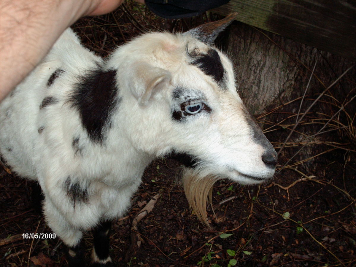 Blue-eyed goat.