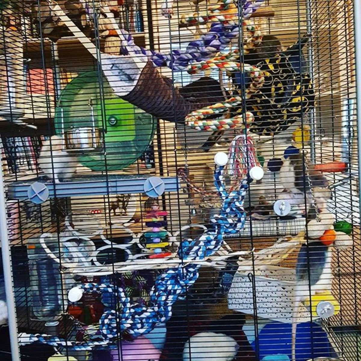 Rats as Therapy Pets PetHelpful