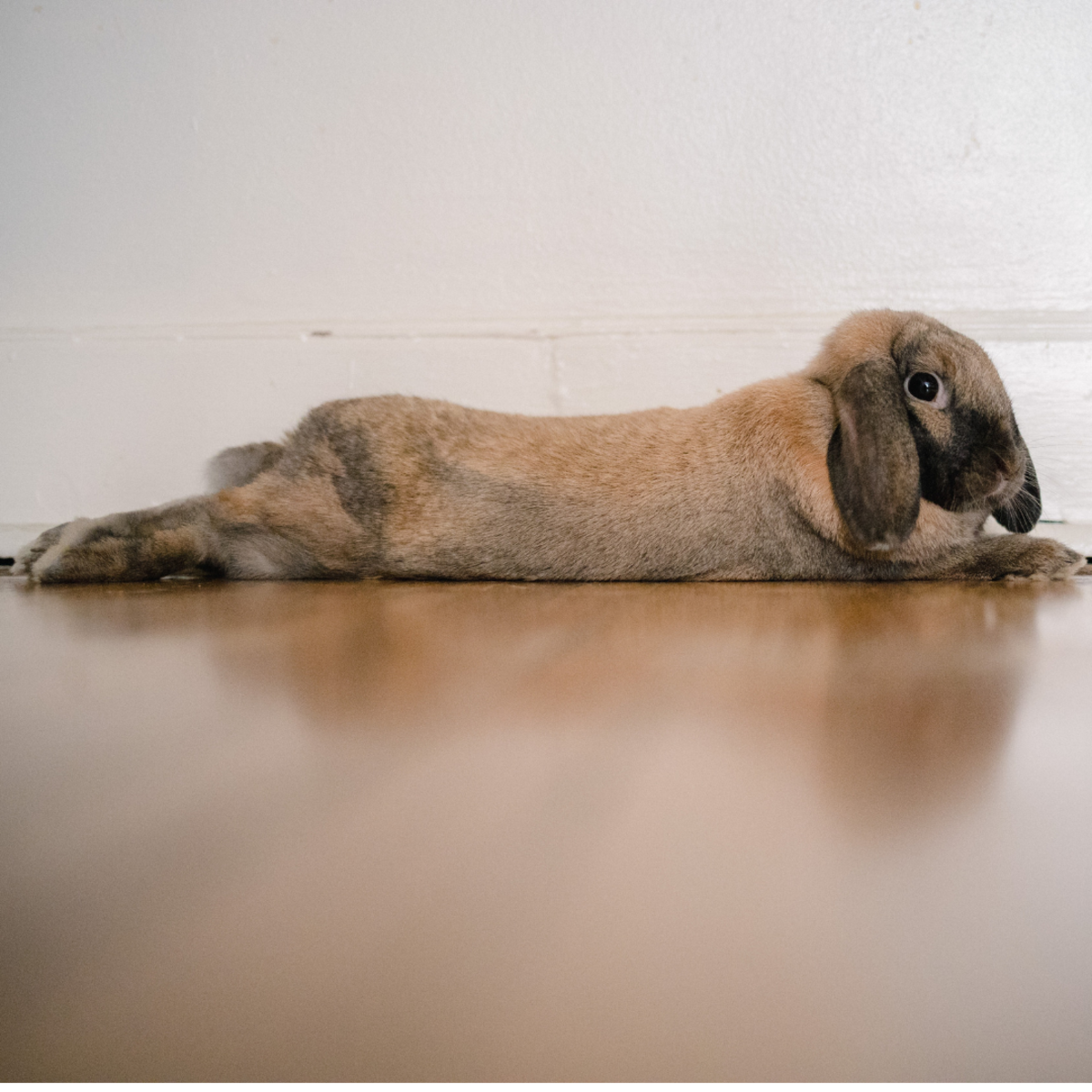 Relaxed posture in a bunny.