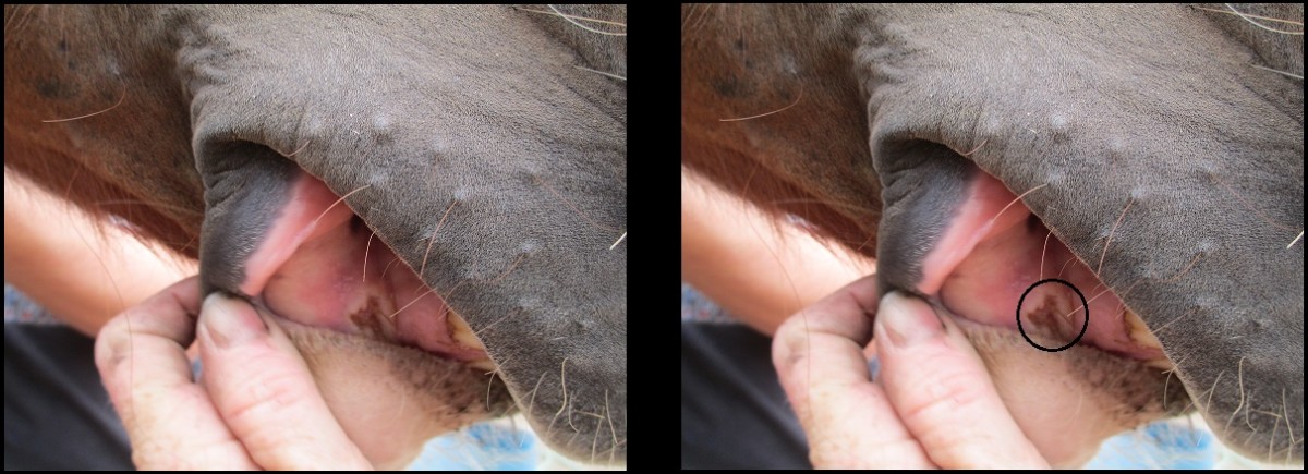 If you find an ulcer on one side of the horse's mouth, you're likely to find them on the other side, too. 