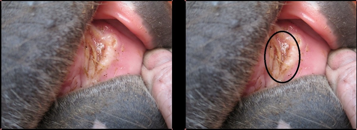Photo of a sore in a horse's mouth caused by foxtail grass.
