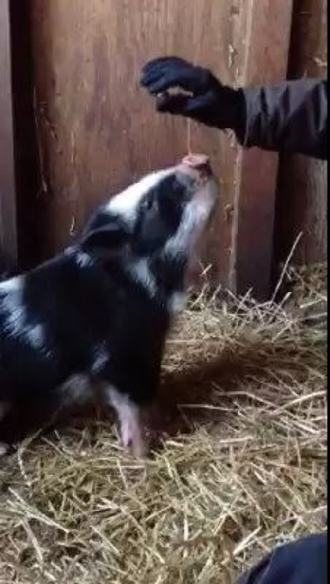introducing-a-new-house-pig
