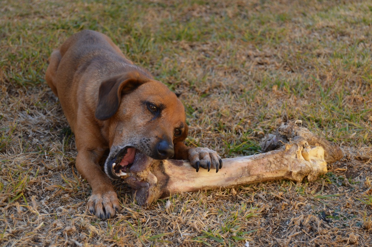 Bones are a good chew, but the wrong sort can be hazardous