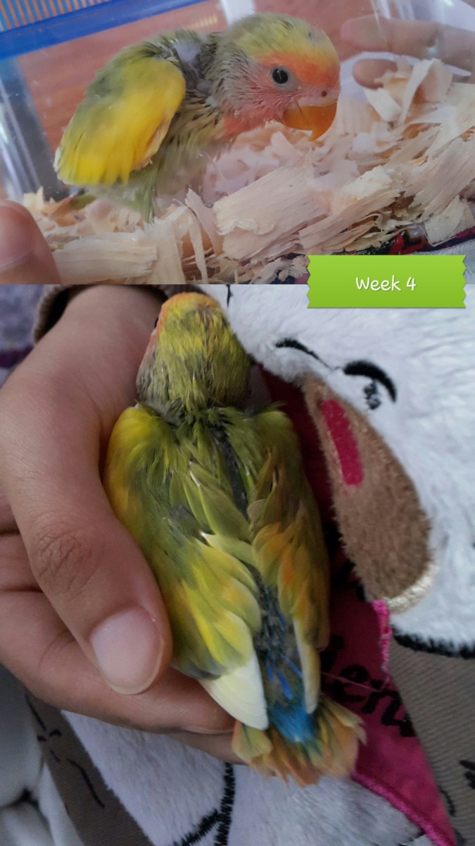 Beautiful pied peach-faced baby lovebird at four weeks old.
