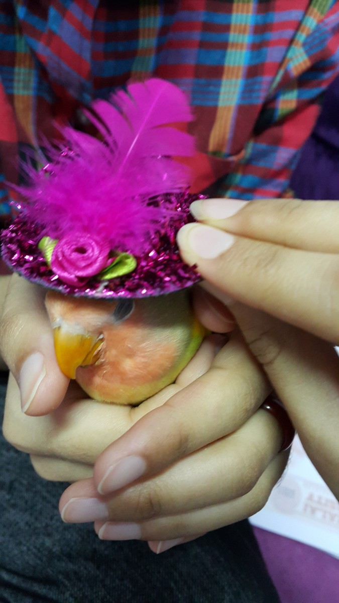 Peach-faced baby lovebird wearing a cute hat.