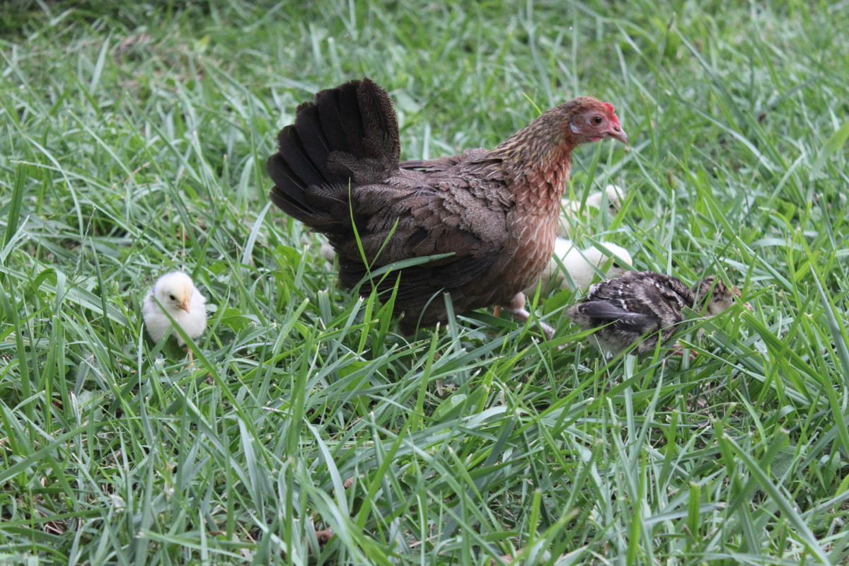 A diminutive old English game broody leads her mixed brood of chicken and turkey chicks that she adopted after her own clutch of eggs was lost. 