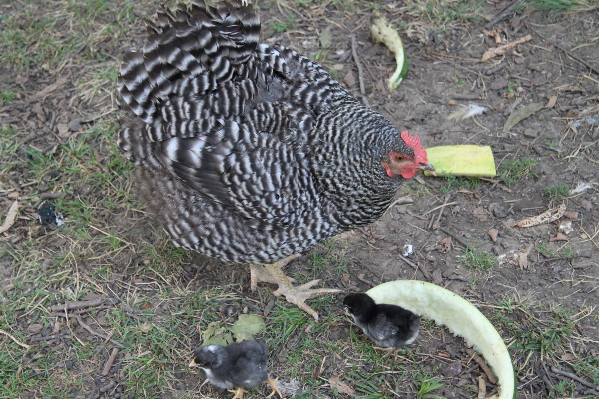 A broody hen will fan out her feathers to make herself appear larger and warn other chickens to give her space.