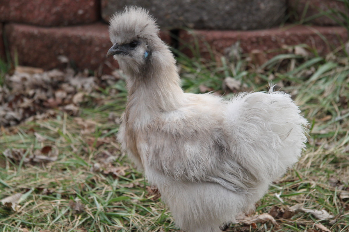 Silkies are by far the most consistent breed for the broodiness trait, and will even hatch and care for other species of fowl. 