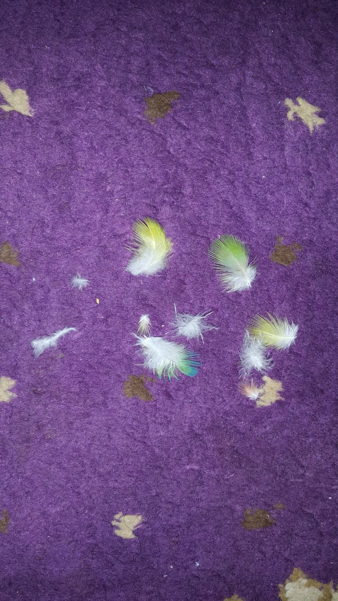 When molting occurs, lovebirds lose their beautiful feathers. 