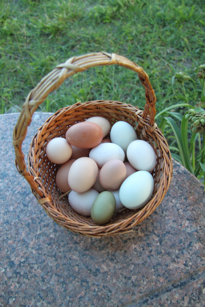 What You Can Do About Chickens Eating Eggs PetHelpful
