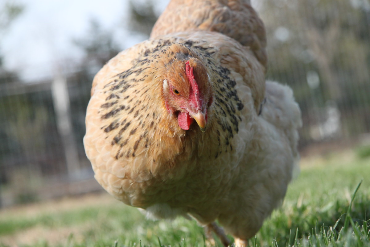 Extreme heat can be fatal to chickens.  Be prepared to intervene if they show signs of distress.