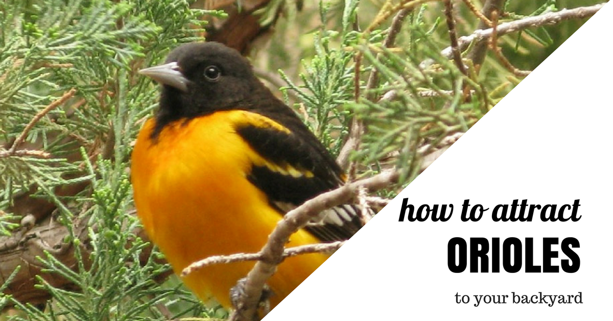 How to Attract Orioles to Your Backyard