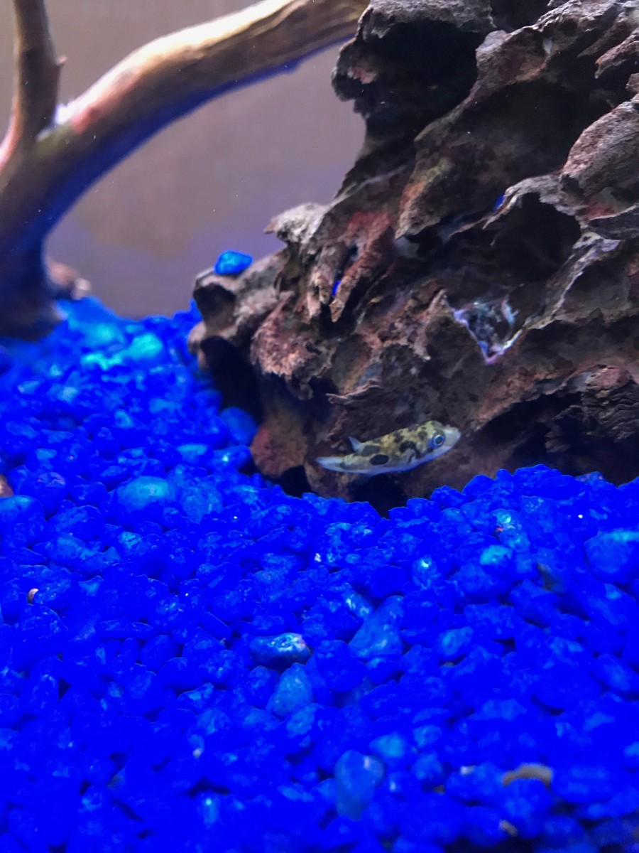 One of my Pea Puffers