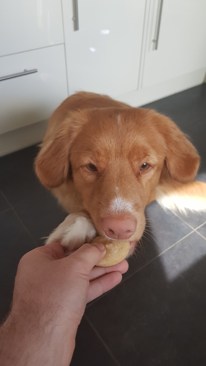 Ellie the dog enjoying her biscuits very much!