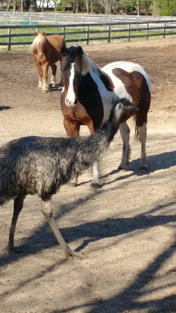 Today your journal might say "My horse wasn't very focused because he was worried about his new field mate, an emu."  :-)