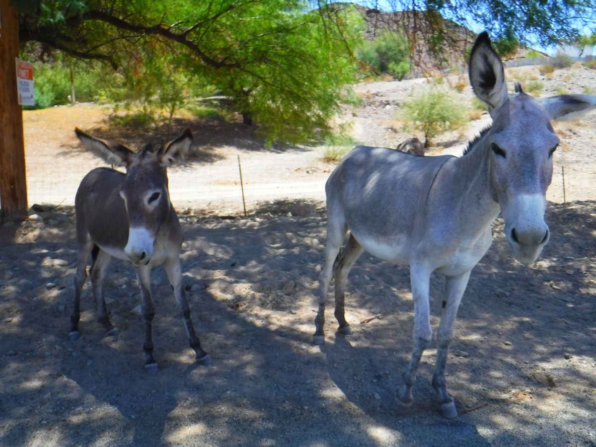 These burros are free-roaming members of a herd managed by the BLM outside of Parker, Arizona.