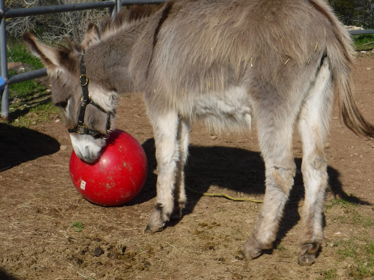 12 Fascinating Things You Never Knew About Donkeys PetHelpful.