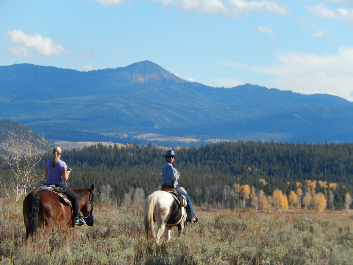 how-becoming-a-horse-wrangler-helped-my-horsemanship
