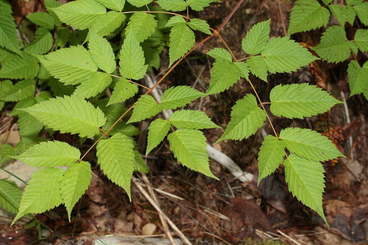 The foliage is compound, made up of leaflets.