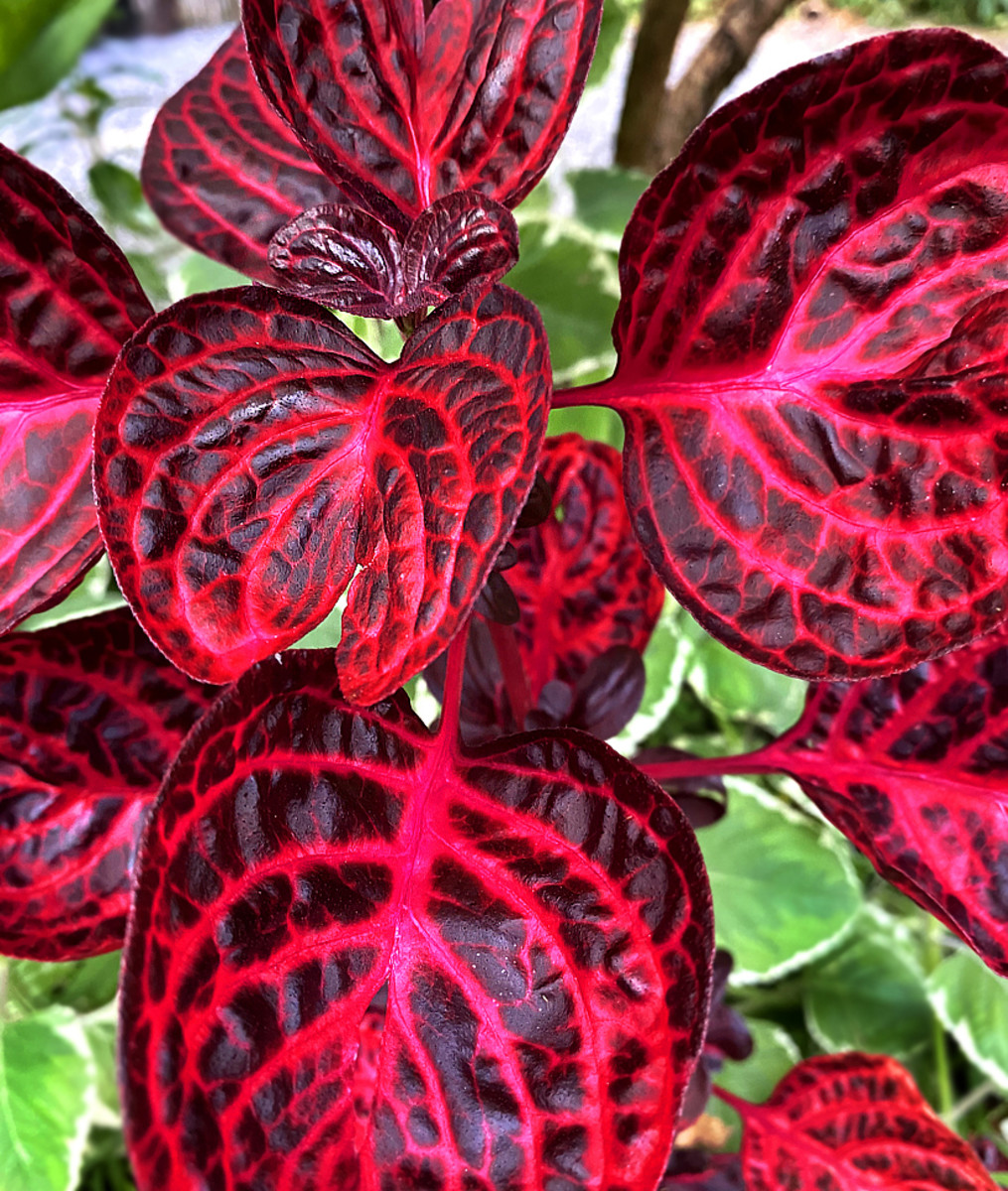 10 Spectacular Red Foliage Tropical Plants for Your Garden - Dengarden