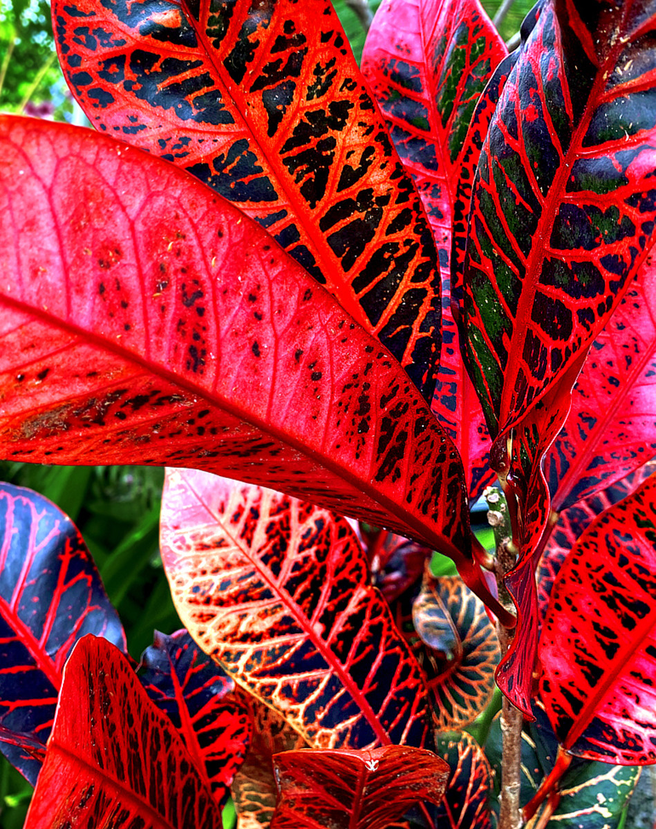 sisal like plants red foliage