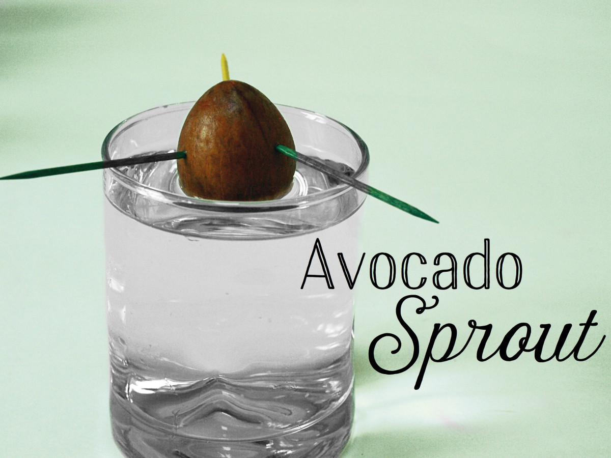 Avocado seeds can make good experiments for kids. 
