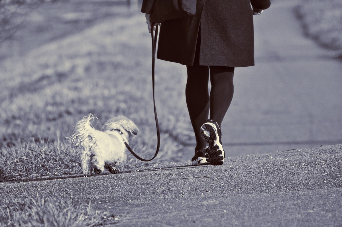 Dog walking is on the rise as a part-time way to earn money.