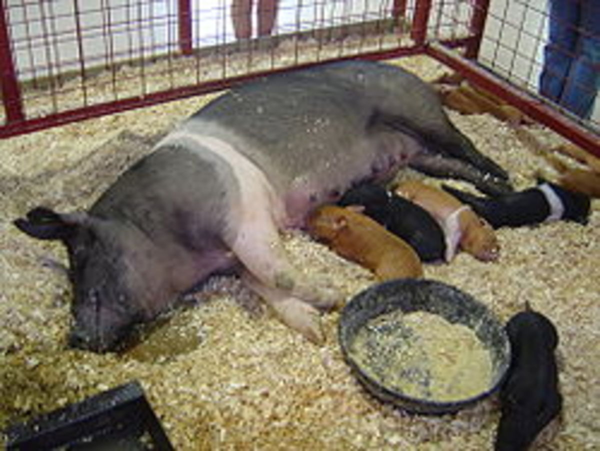 raising-swine-or-pigs