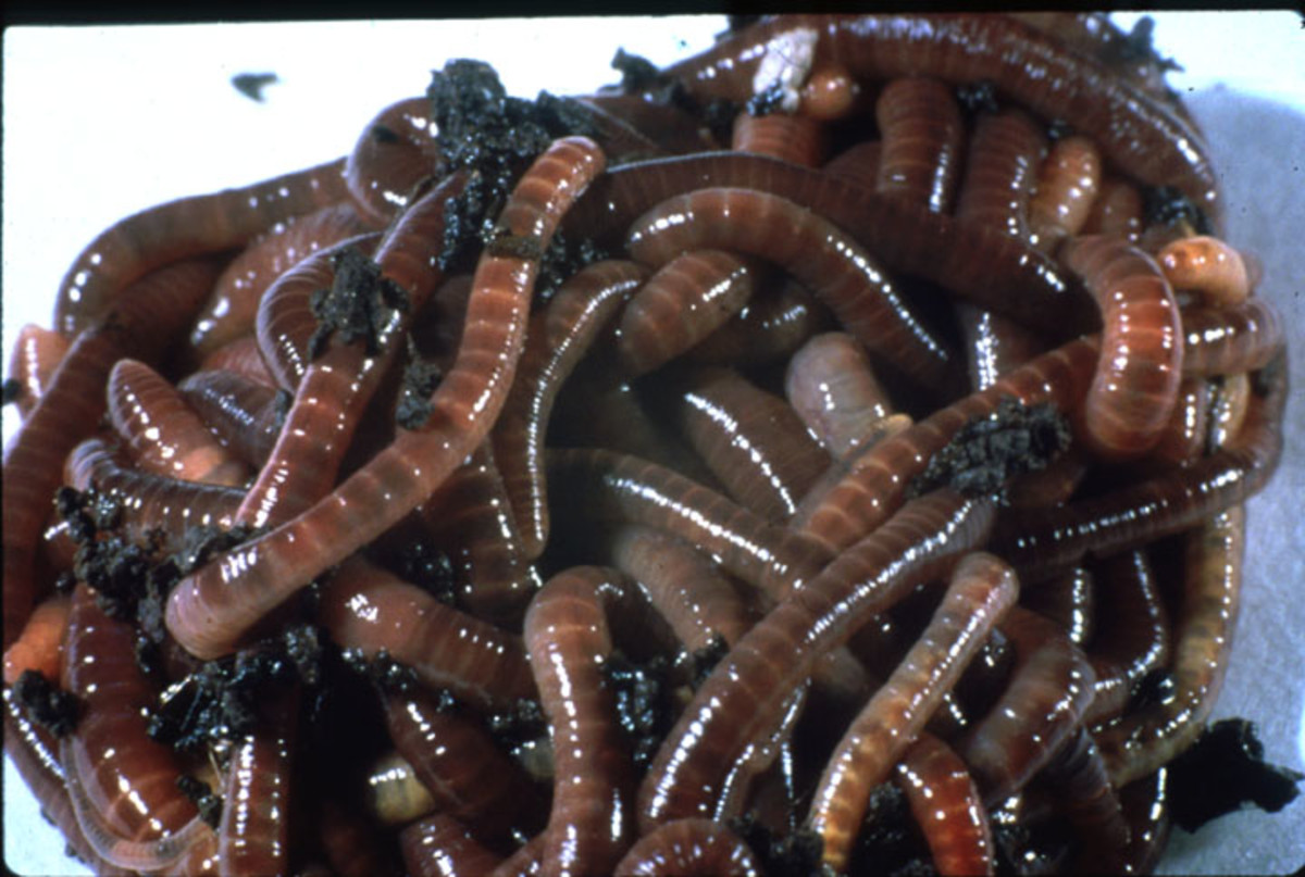 earthworms-packing-them-up-for-sale-and-shipment