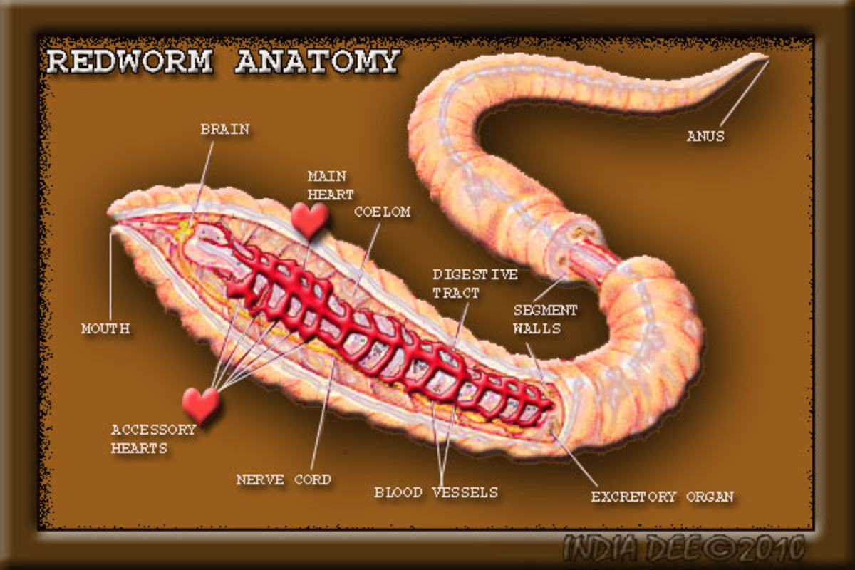 Anatomy of a redworm