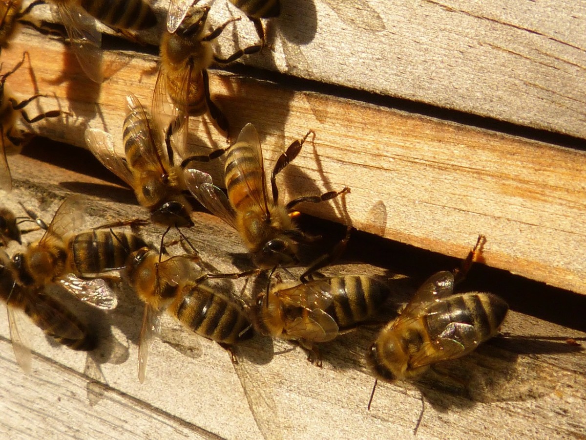 Bee Hives for Pollination