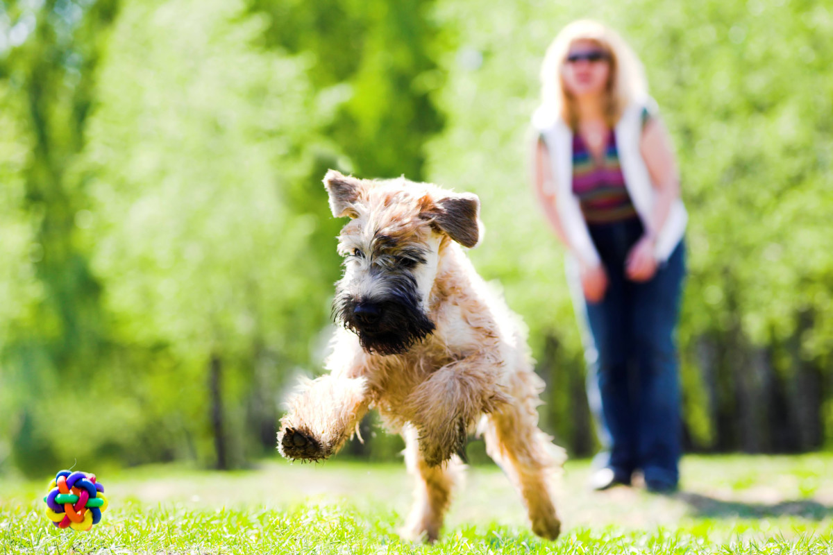 40 Fun Dog Walking Business Names ToughNickel