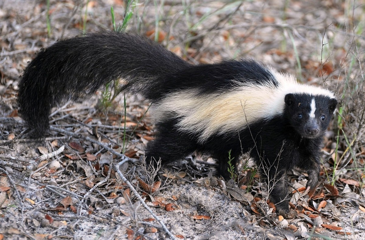 This skunk's odor can last several weeks and is notoriously difficult to remove.  How long does your smell last?  Nearly one in three people report being irritated by the scents others wear.