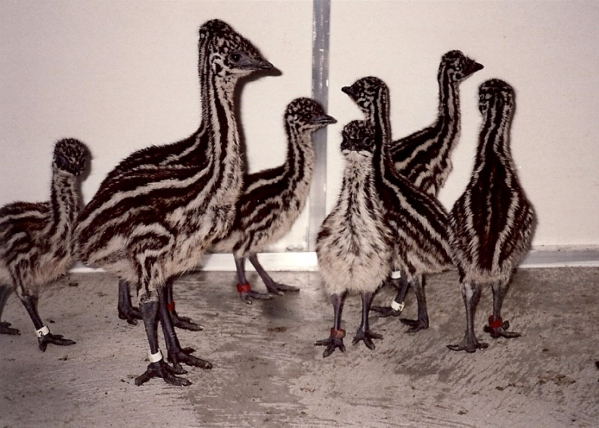 Emu hatchlings around two weeks old.
