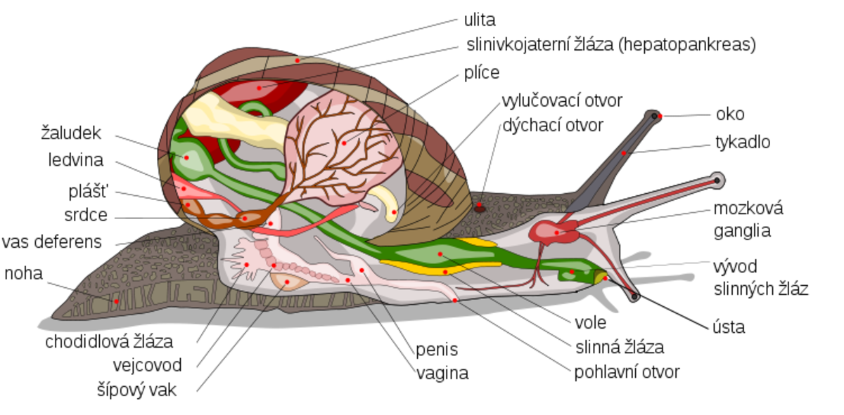 Land snail anatomy