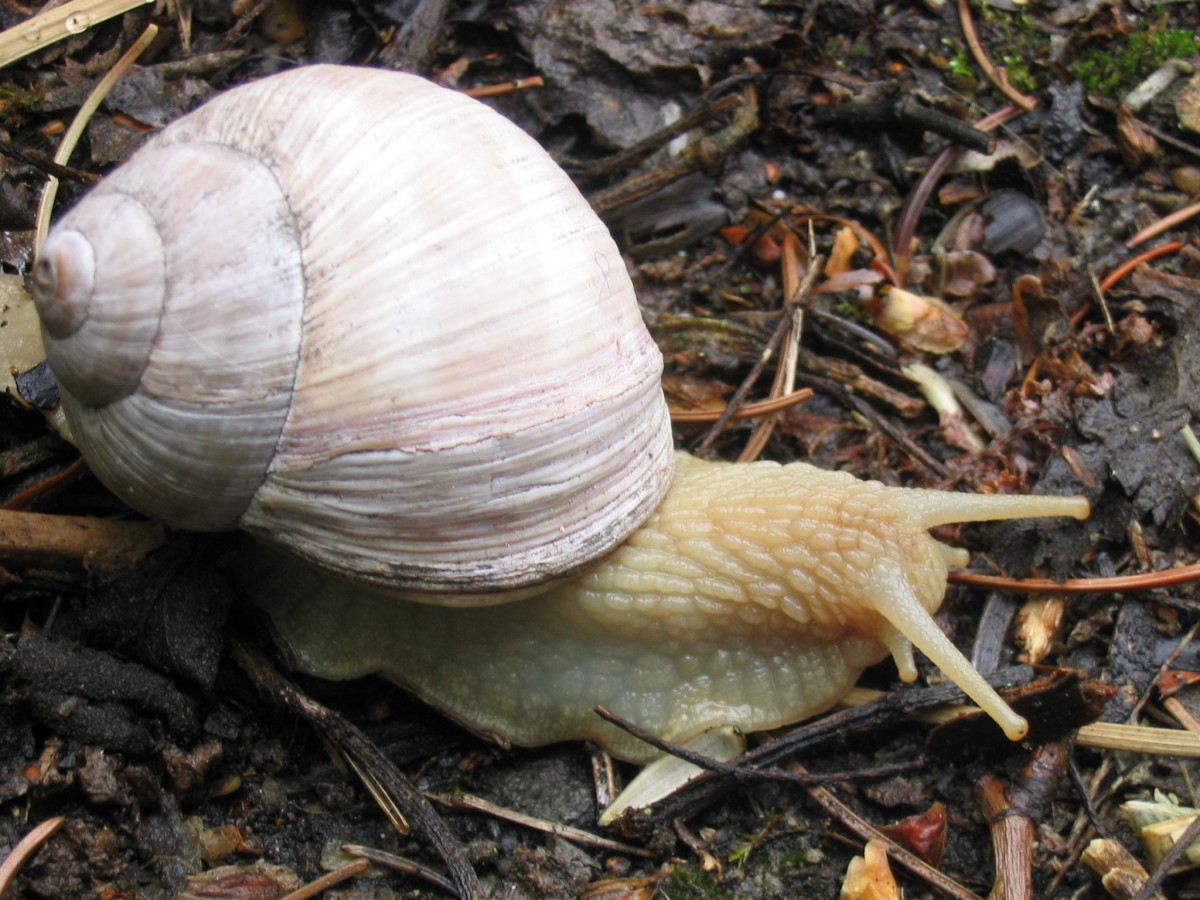  An edible snail