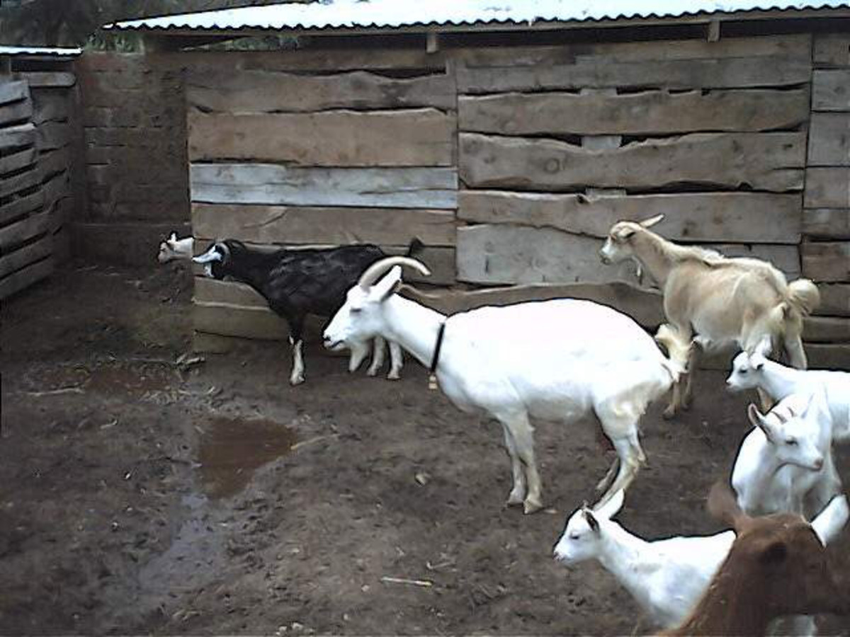 Saanen goats.