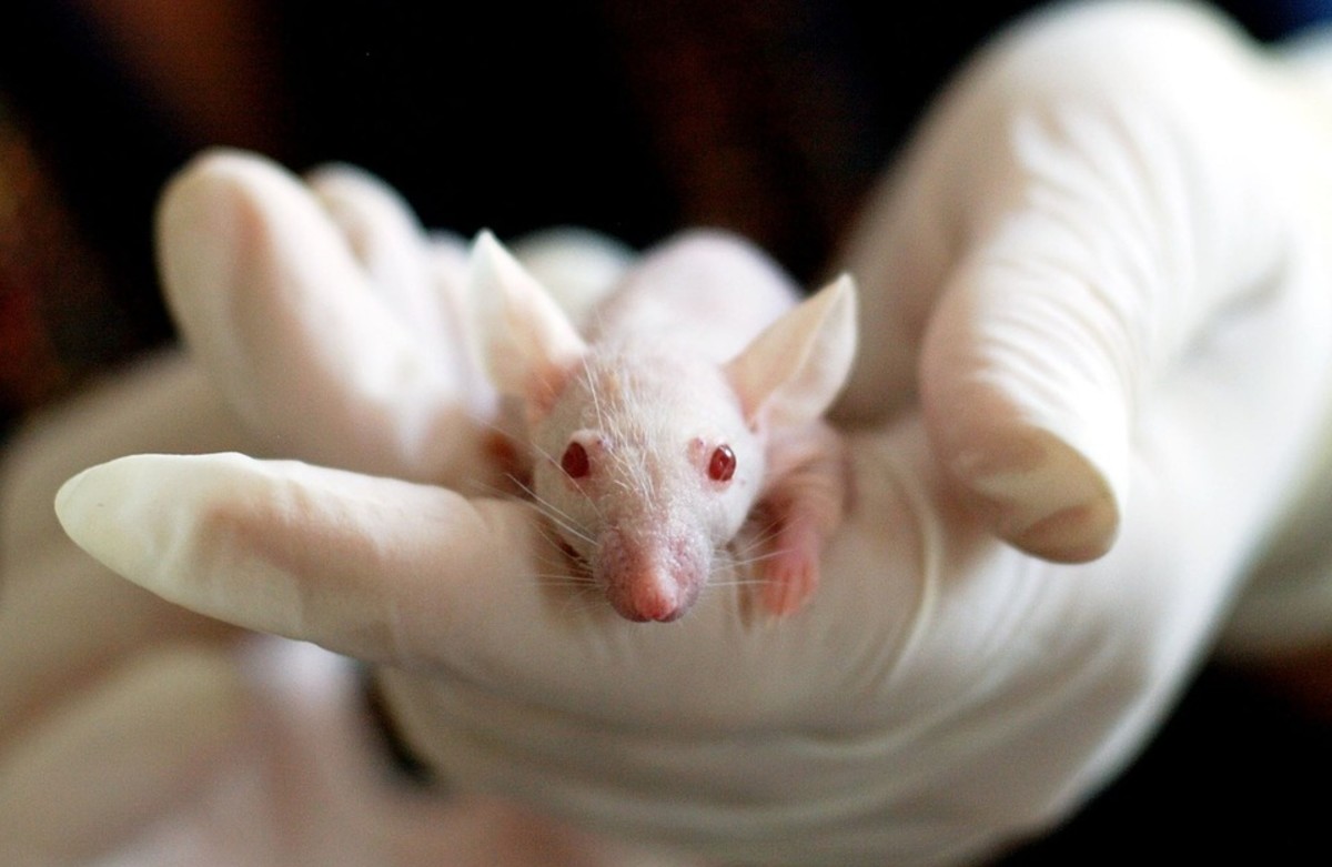 宝洁公司面临动物实验的指控