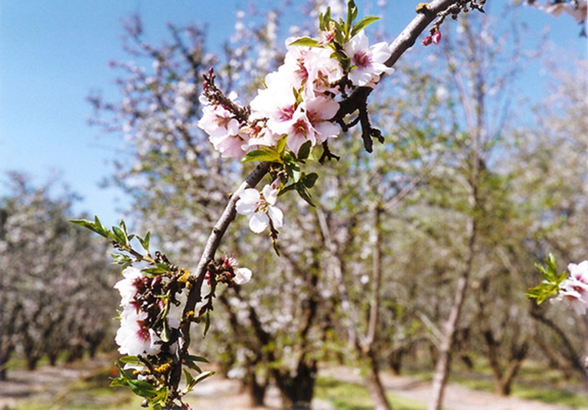 Almonds in Bloom