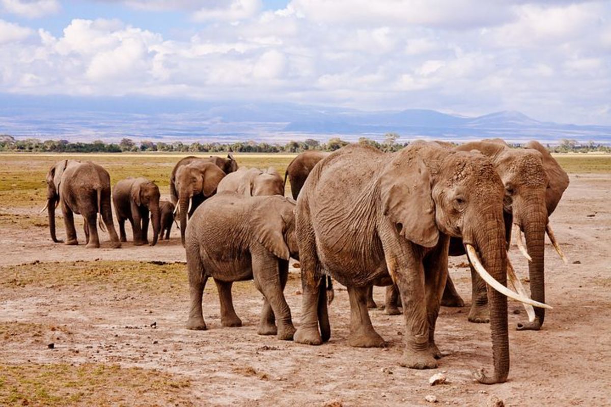 A Group of Elephants