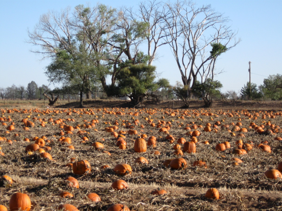 Brief History of Pumpkins Holidappy