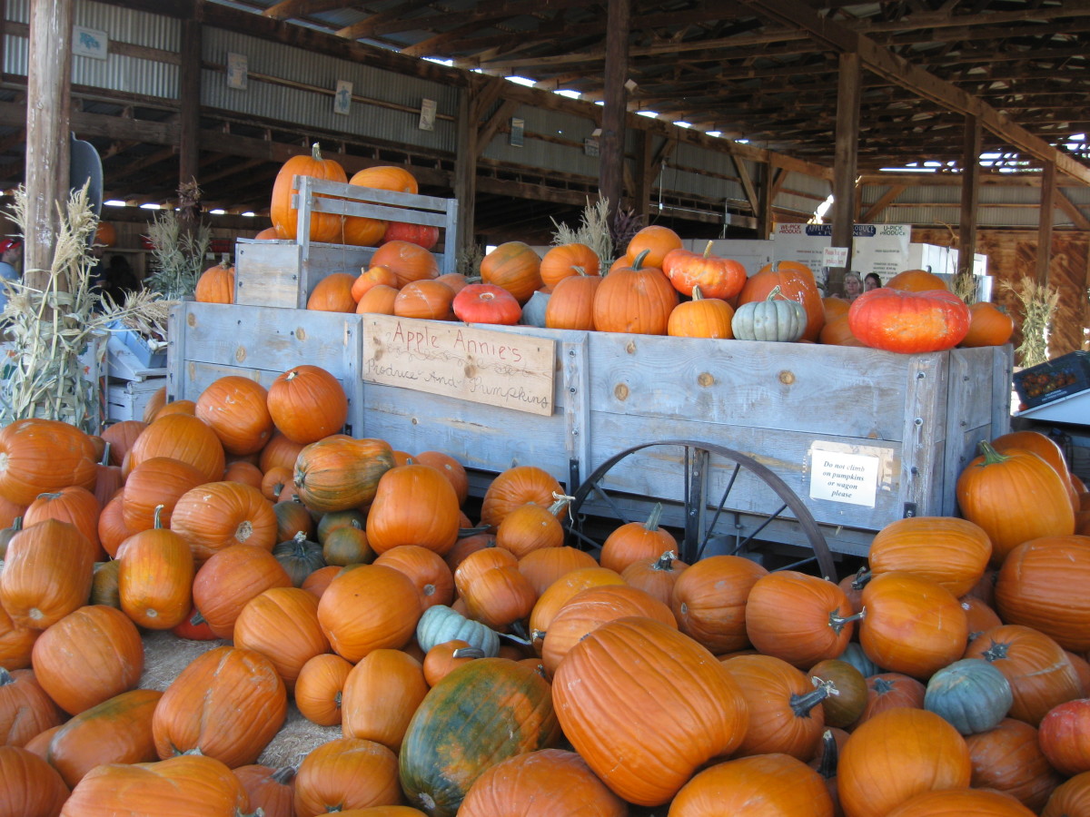 Brief History of Pumpkins Holidappy