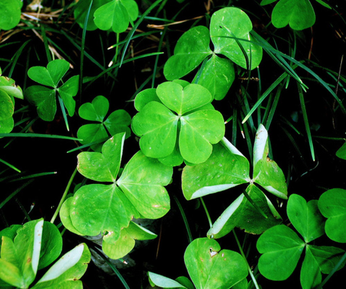 St. Patty's day quotes and riddles