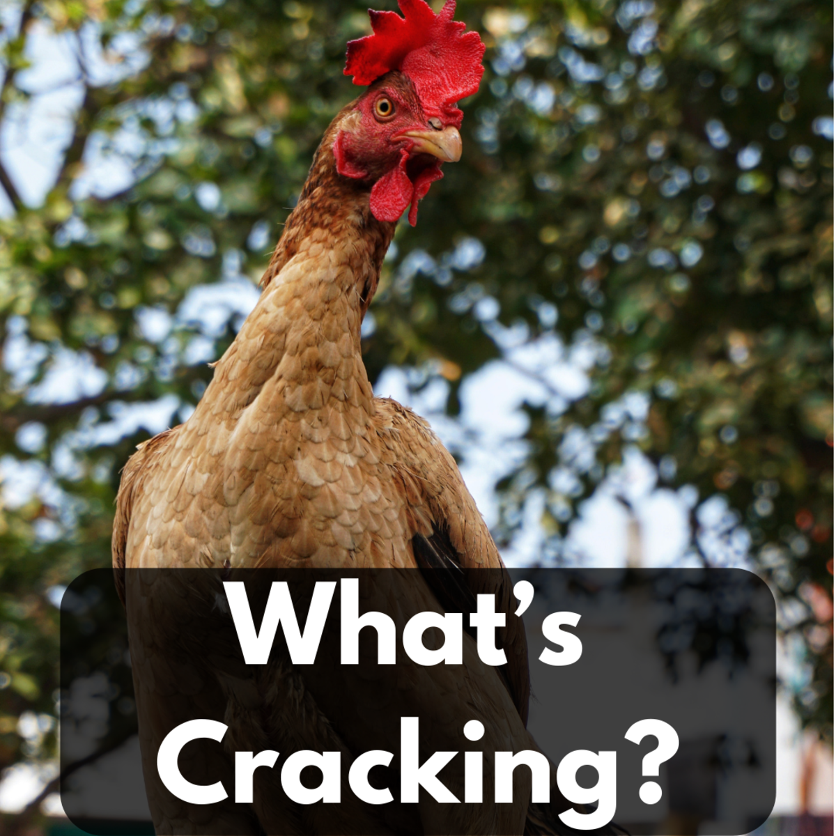 What's Cracking?