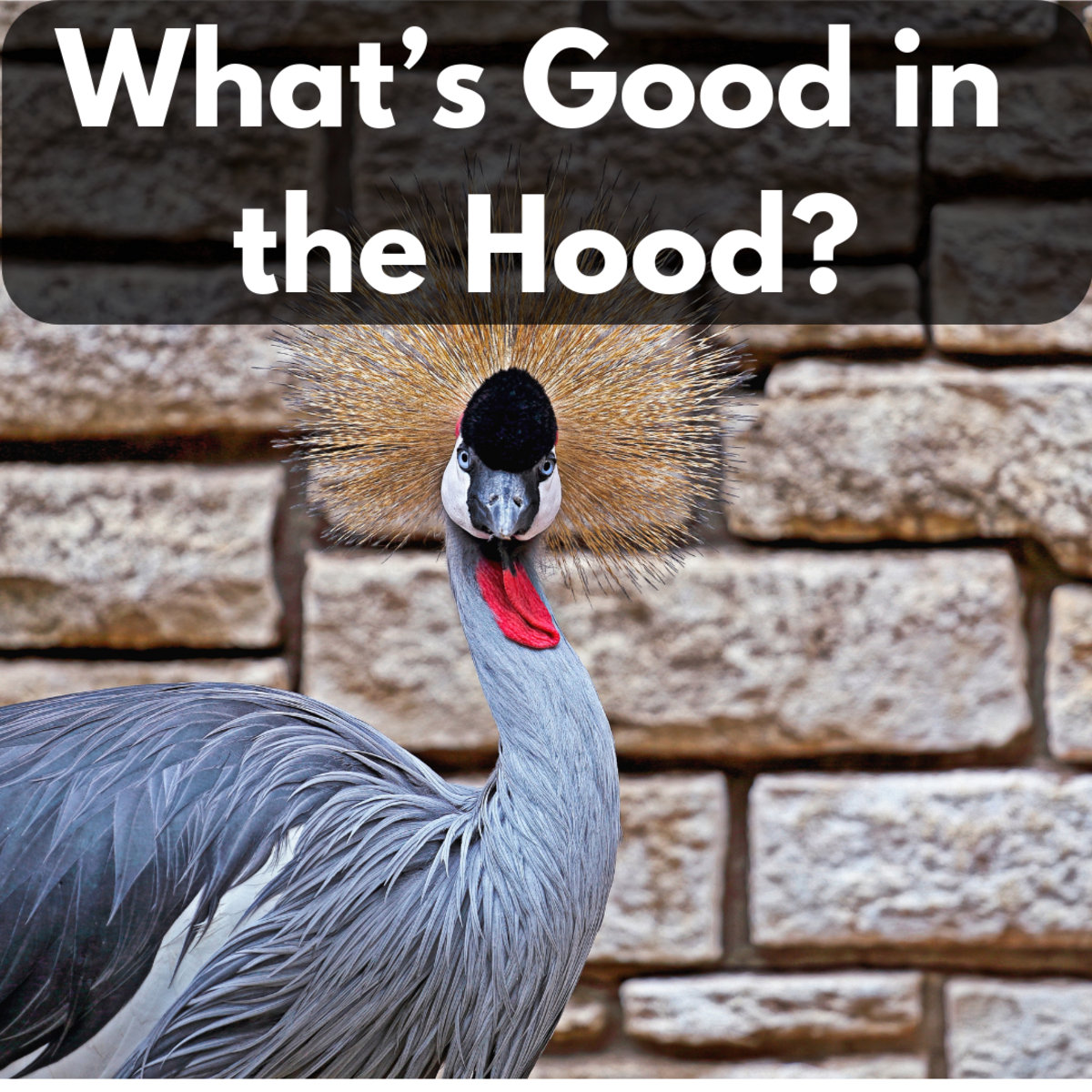 What's Good in the Hood?