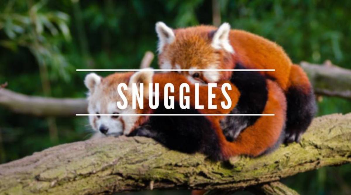 Snuggles