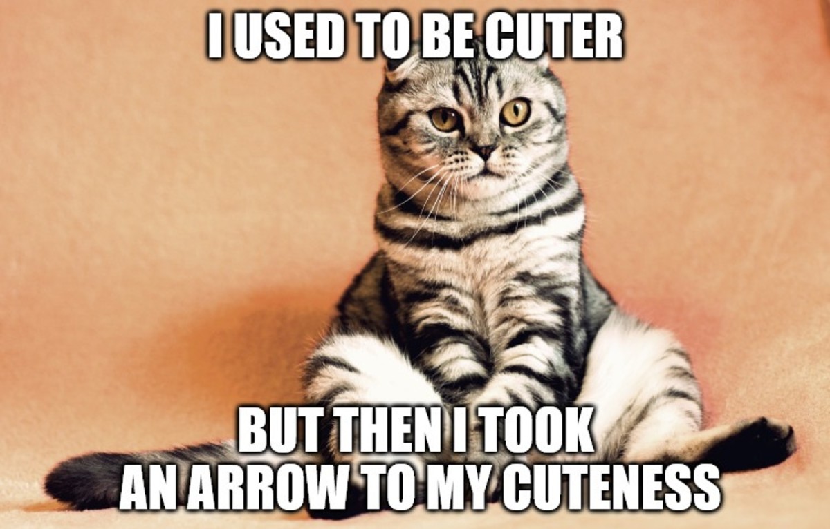 I used to be cuter, but then I took an arrow to my cuteness.
