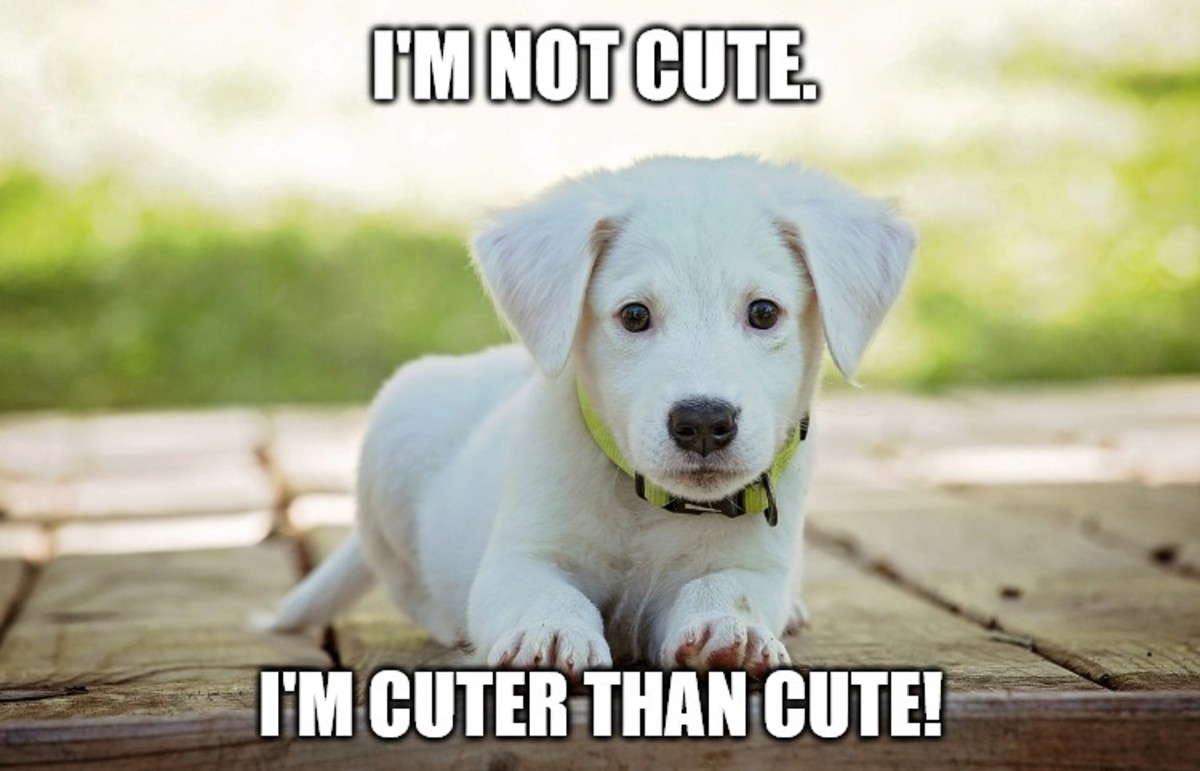 I'm not cute. I'm cuter than cute!