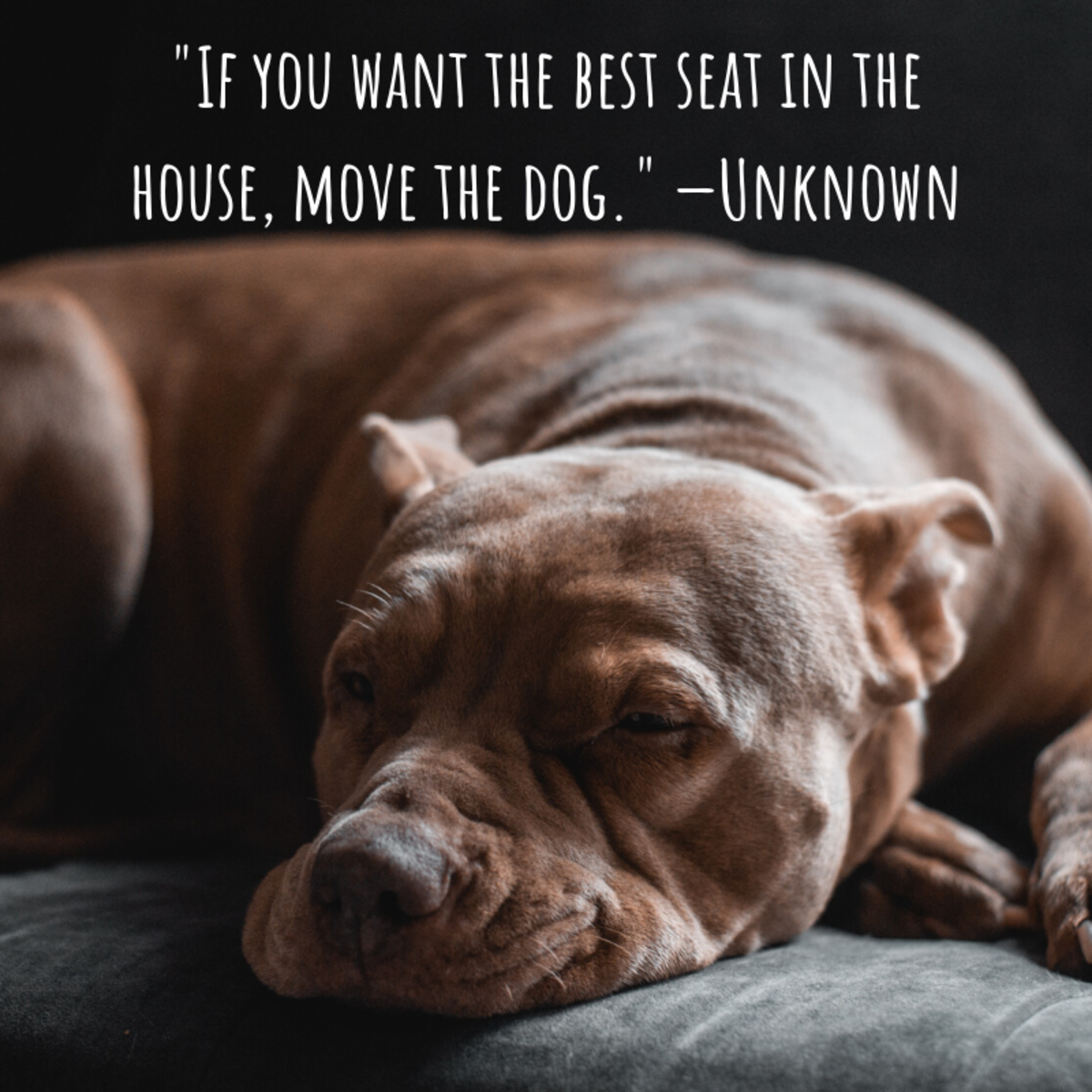 "If you want the best seat in the house, move the dog." —Unknown