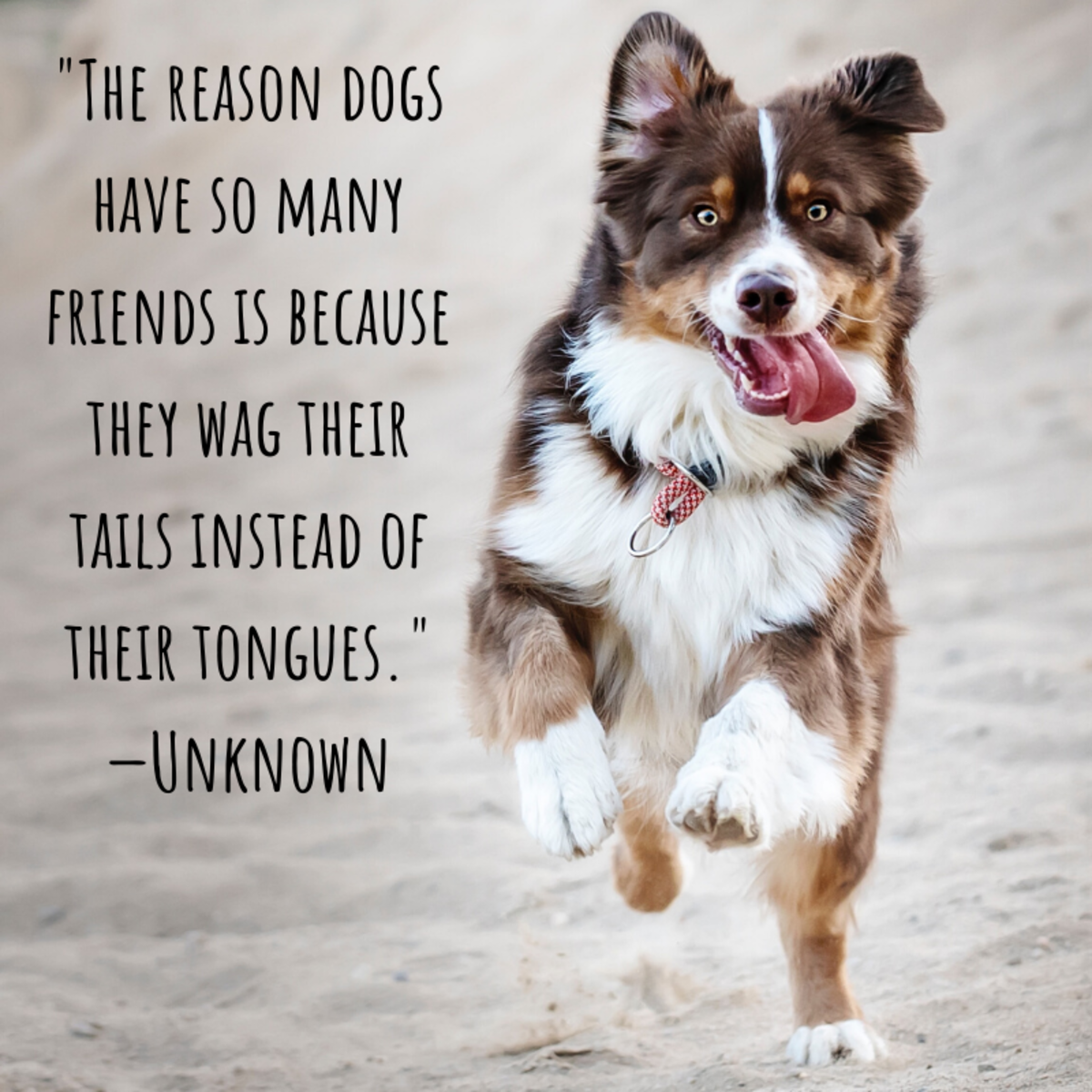 "The reason dogs have so many friends is because they wag their tails instead of their tongues." —Unknown